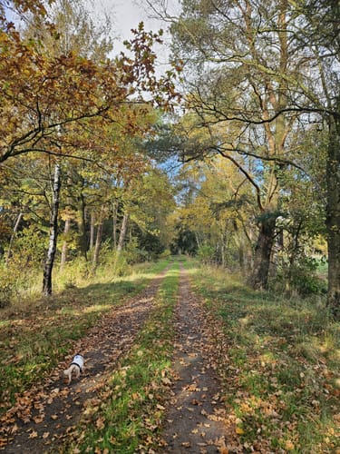 Durch den Thörenwald