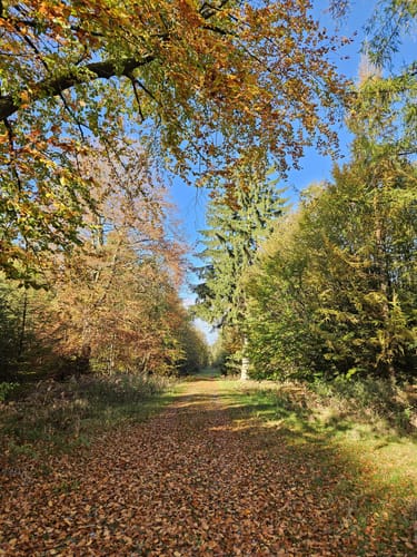Durch den Thörenwald