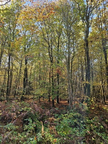 Durch den Thörenwald