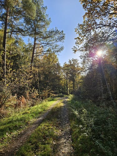 Durch den Thörenwald