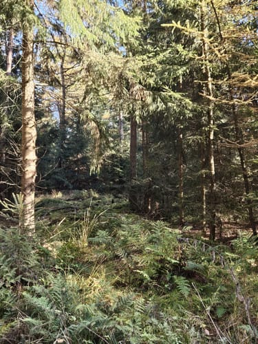 Durch den Thörenwald