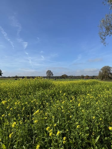 Von Fürstenfeldbruck entlang der Amper nach Schöngeising