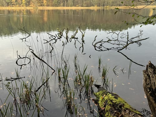 Um den Roofensee