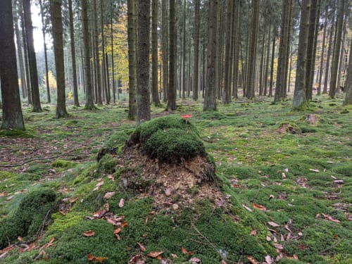 Durch die tiefen Eifelwälder (kurze Variante)