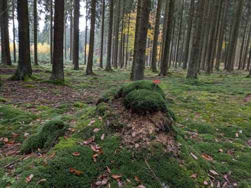 Durch die tiefen Eifelwälder (kurze Variante)