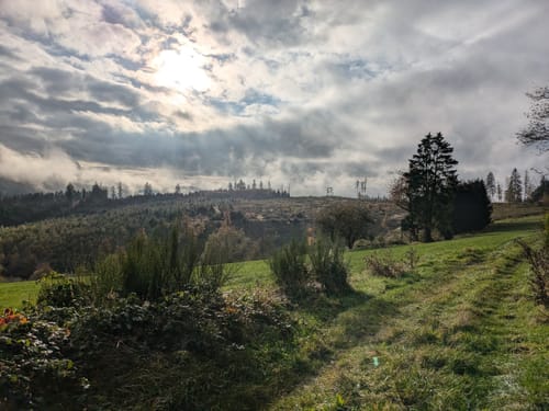 Durch die tiefen Eifelwälder (kurze Variante)