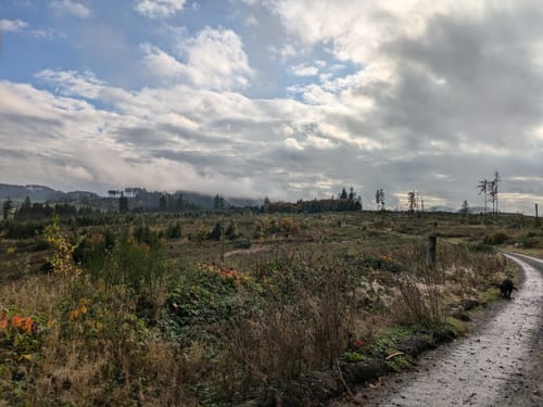 Durch die tiefen Eifelwälder (kurze Variante)