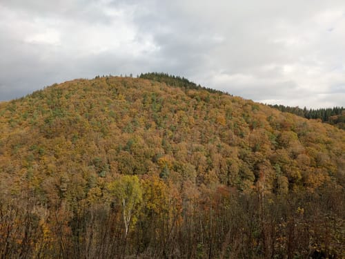 Durch die tiefen Eifelwälder (kurze Variante)