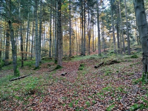 Tiefenbronn Schwarzer Adler - Tiefenbronn Mühlweg