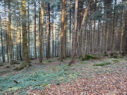 Tiefenbronn Schwarzer Adler - Tiefenbronn Mühlweg