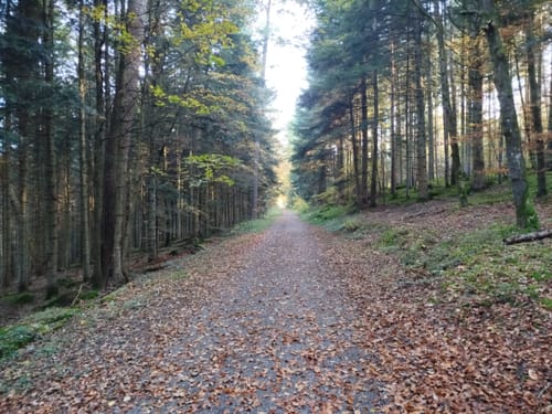 Tiefenbronn Schwarzer Adler - Tiefenbronn Mühlweg