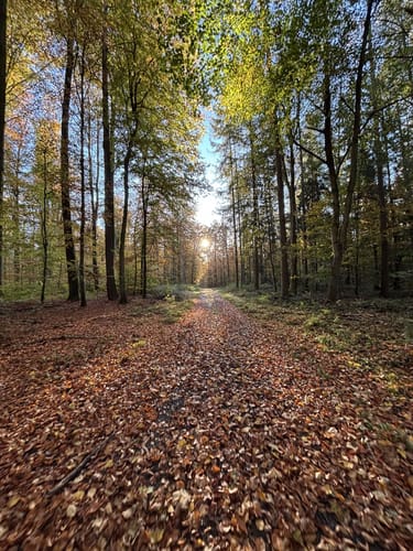 Im Wald bei Sinsheim