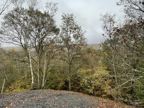 Urwald Tour (Premiumwanderweg)