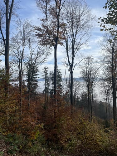 Höhenwanderweg von Rimbach