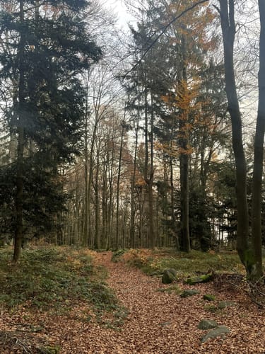 Höhenwanderweg von Rimbach