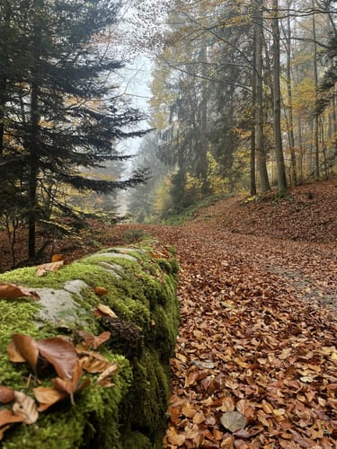 Höhenwanderweg von Rimbach