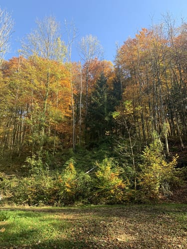 Simmelsdorfer Rundwanderweg Blau 1