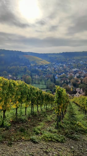 Im Wein bei Homburg