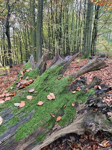 Rund um Diekholzen über Tosmarberg
