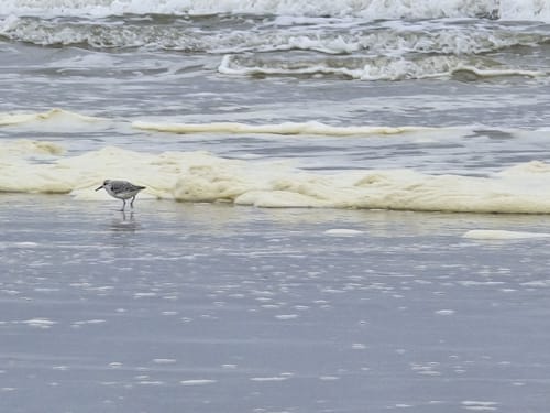 Westliches Juist: Domäne Bill - Hammersee