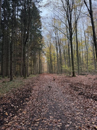 Aumühle-Sachsenwaldau-Runde