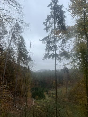 Einsiedlerhof - Gelterswoog
