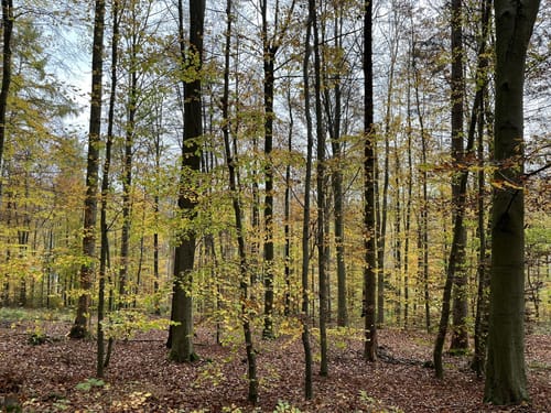 Petze-Griesberg