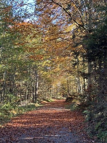 Wolfsgrube (Premiumwanderweg)