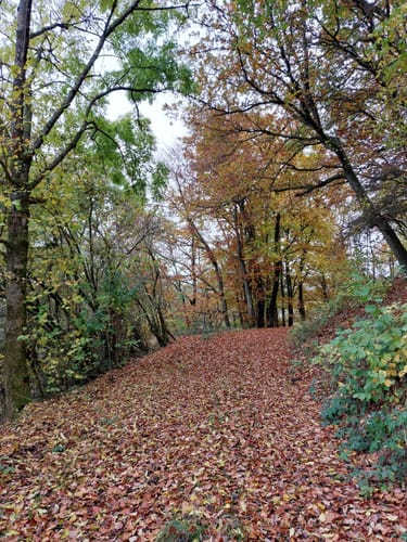 Bollerberg Rundweg