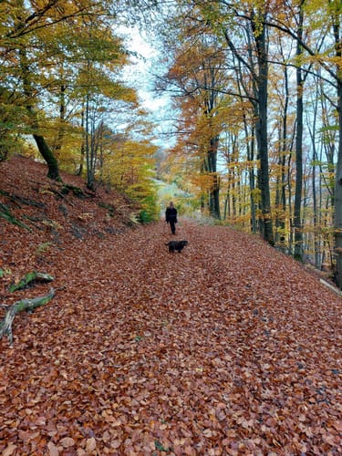 Bollerberg Rundweg