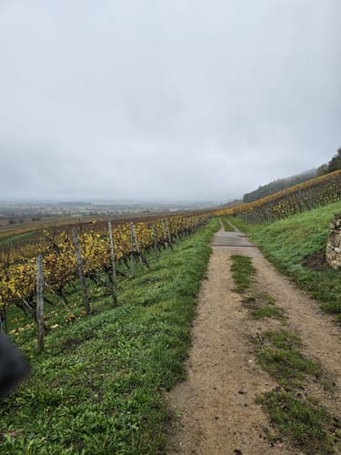 Weinbergsrunde ab Grunern