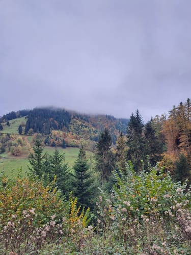 Mühlefelsenpfad (Wildnispfad Mühlefelsen-Bannwald)