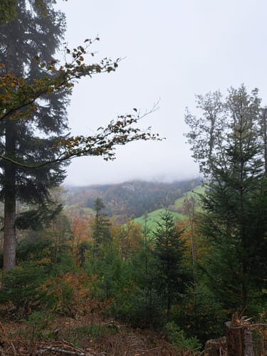 Mühlefelsenpfad (Wildnispfad Mühlefelsen-Bannwald)