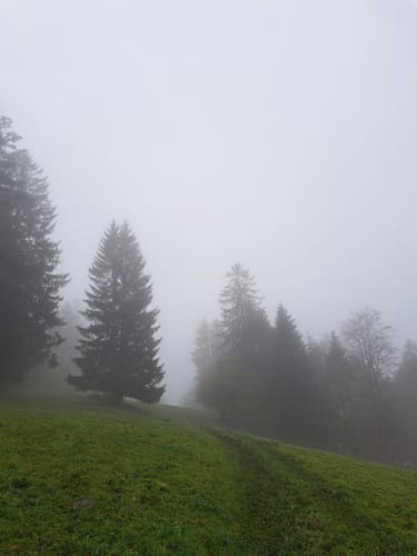 Mühlefelsenpfad (Wildnispfad Mühlefelsen-Bannwald)