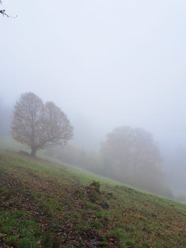 Mühlefelsenpfad (Wildnispfad Mühlefelsen-Bannwald)