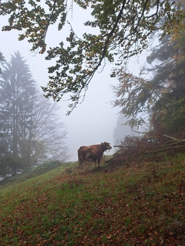 Mühlefelsenpfad (Wildnispfad Mühlefelsen-Bannwald)