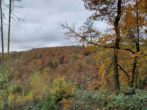 WesterwaldSteig Etappe 16: Waldbreitbach - Bad Hönningen