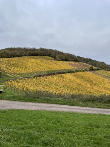 Fuchspfad in Kirschroth