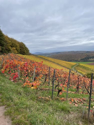 Fuchspfad in Kirschroth