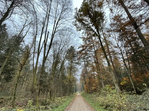 Freisinger Forst und Weltwald