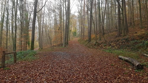 Buchwald-Weg Meckesheim