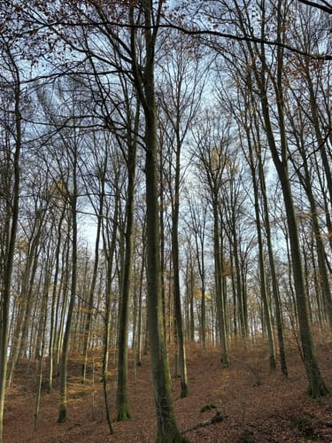 SU2 - Wandern zwischen Wein, Wald und Streuobstwiesen
