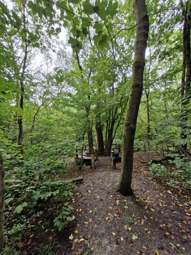 Feensteig im Märchenwald
