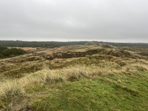 Kirkeby Plantage - Gul Rute
