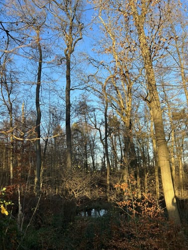Buocher Höhe - Grunbacher Wasserfall