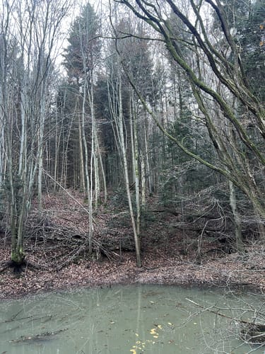 Boucher Höhe - Großer Rossberg - Buoch