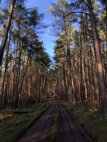 Taubenberg Rundweg