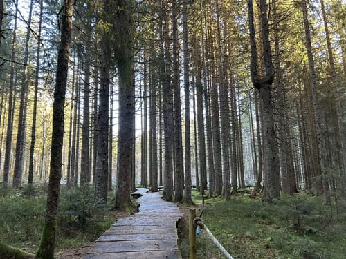 Zauberwald-Pfad - Bernau im Schwarzwald