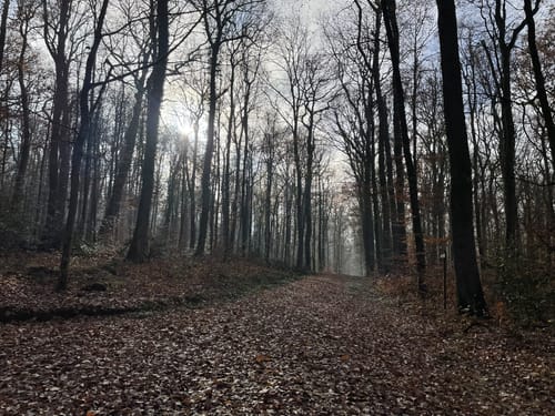 Müllheim - Eichwald - Vögisheim