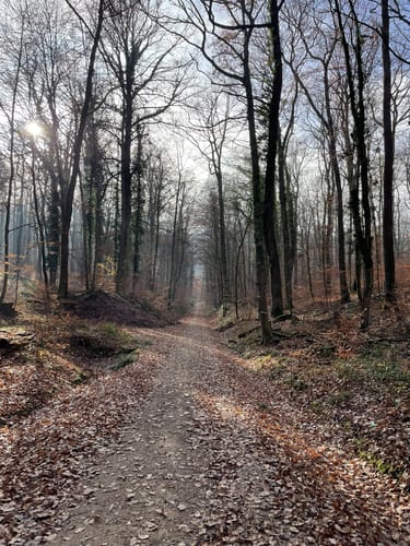 Müllheim - Eichwald - Vögisheim
